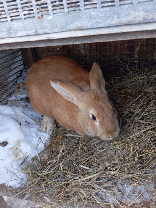 Продам Крола Бургундец!