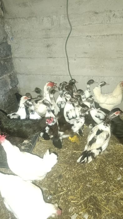 Утки  продам продам