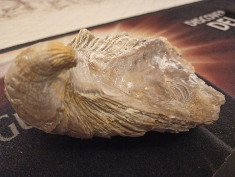 Для аквариума  ракушки океана Тетис эпохи динозавров.