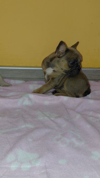 Френски булдог-булдочета