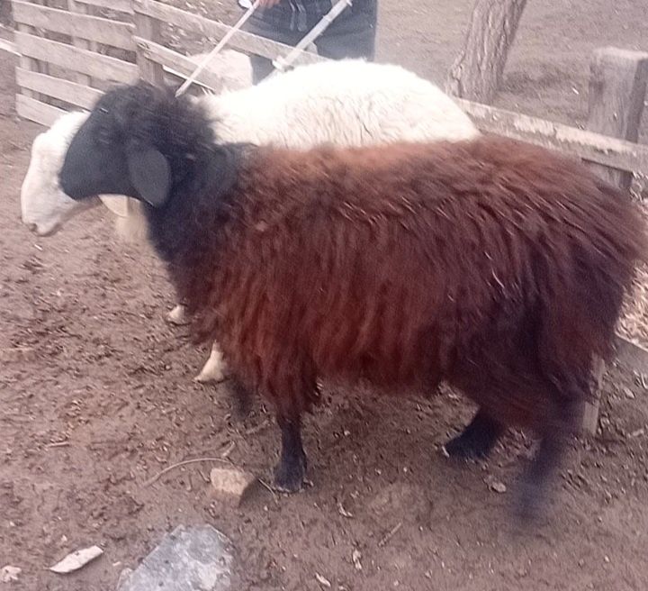 Продам токты кочкаров