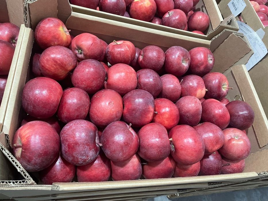 Продам яблоки оптом