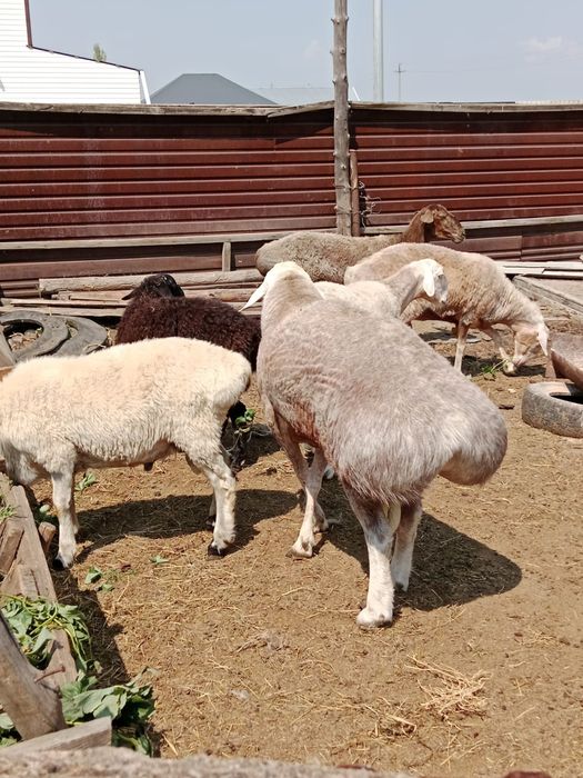 Продам барана плименой