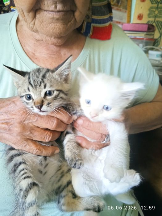 Продам котят 41 день . Британцы.