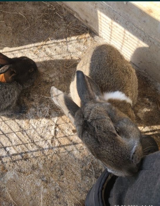 Кролик,2 самка самец