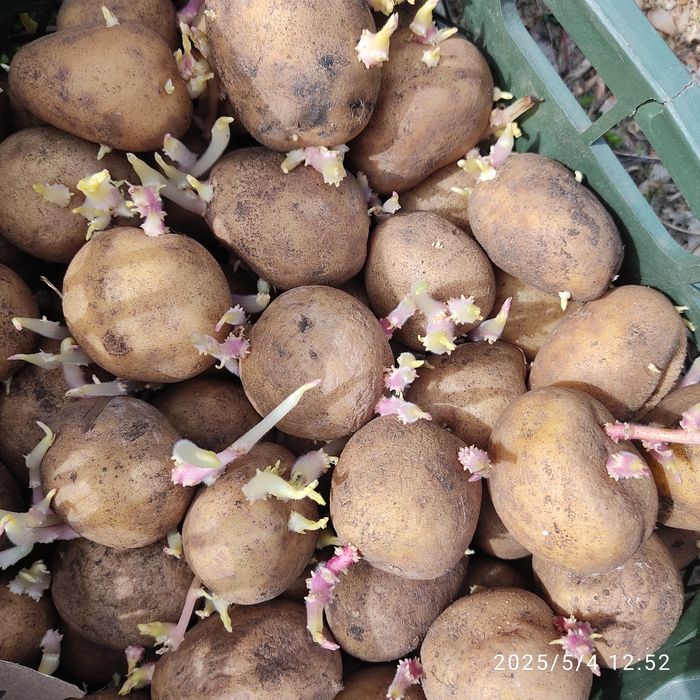 Продам семенной картофель