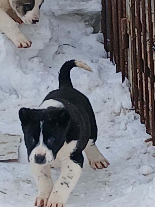 Щенок алабая кобель