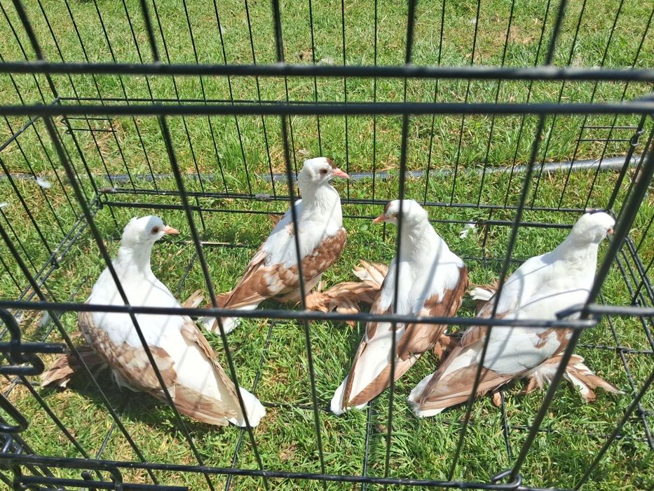 Porumbei de ornament