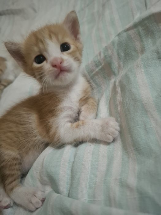 Отдаю котят в добрые руки