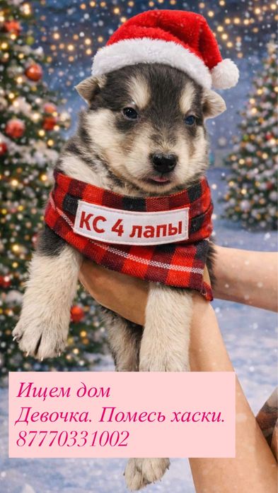 Щенок хаски. Девочка.