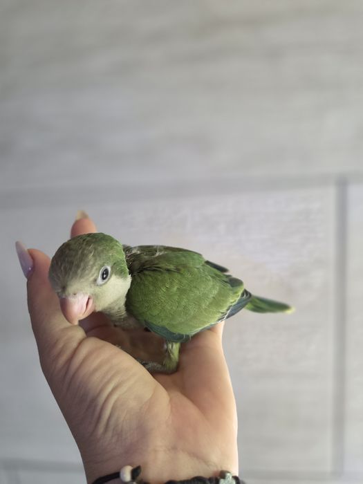 Papagali blânzi Călugări
