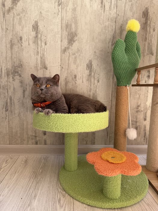 Кот на Вязку Британец