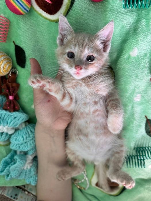 Пристраиваются котята в добрые и ответственные руки.