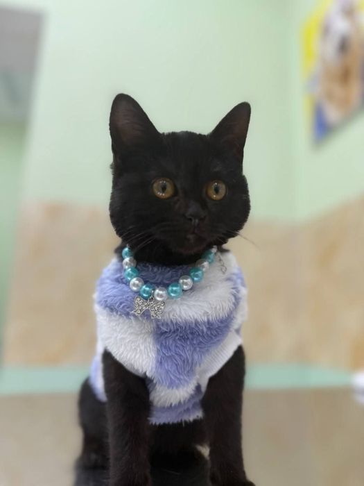 Mushuk Xadiyaga Qiz bola