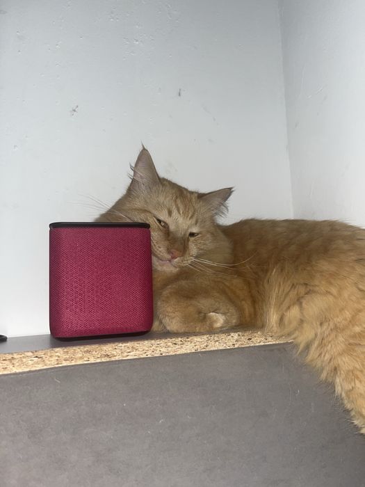 Отдам кота Бесплатно