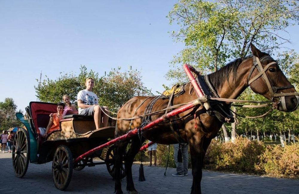 Продам супер лошадь обученный ,