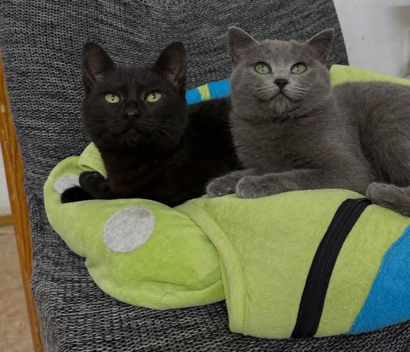 Срочно ищем хозяев для двух кошечек