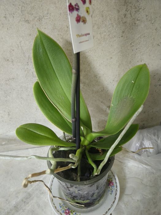 Орхидея Фаленопсис Афродит