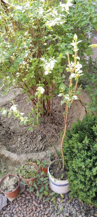 Продается жасмин для сада(чубушник)