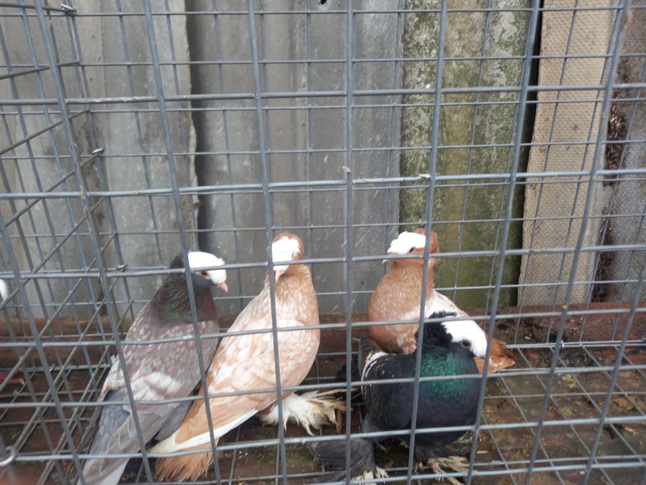 Porumbei dv , chingi,germani, curcani indieni, etc