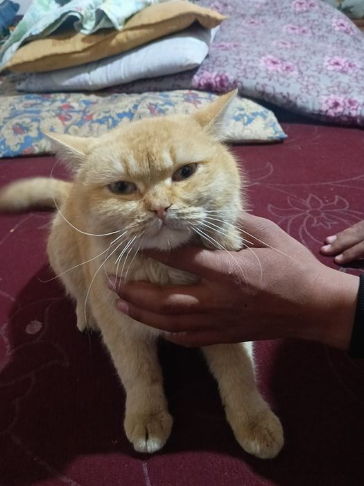 Mushuk tezda sotiladi