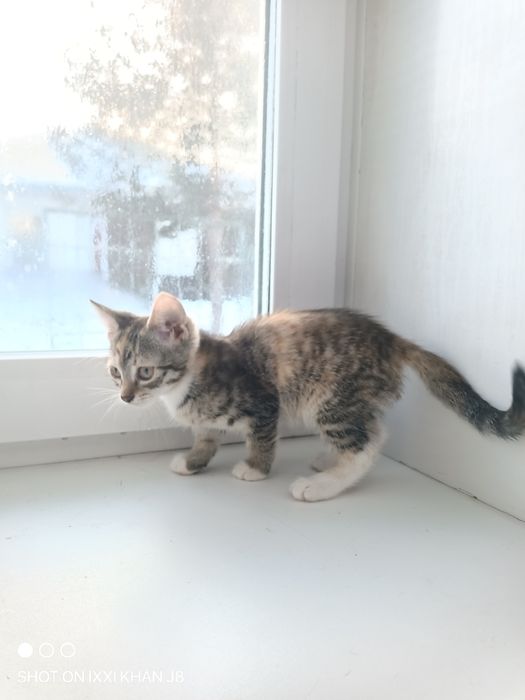 Отдаем котят в хорошие руки