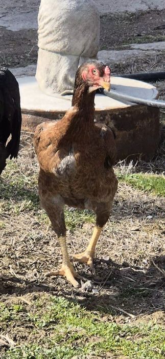 Бойцовый мекен дакан