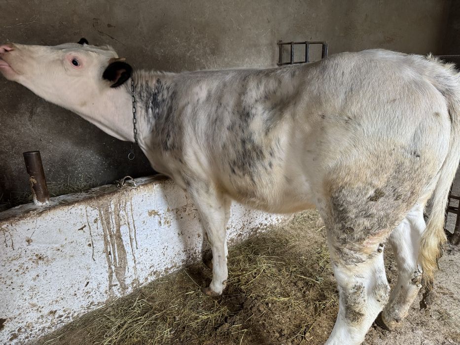 Vand vitele de monta