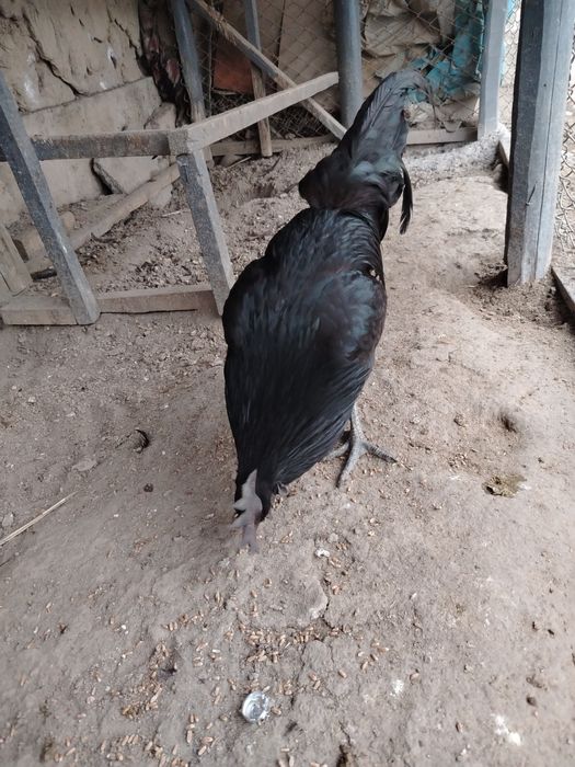 Ухайли хороз зот олишга зур, 150000 минг