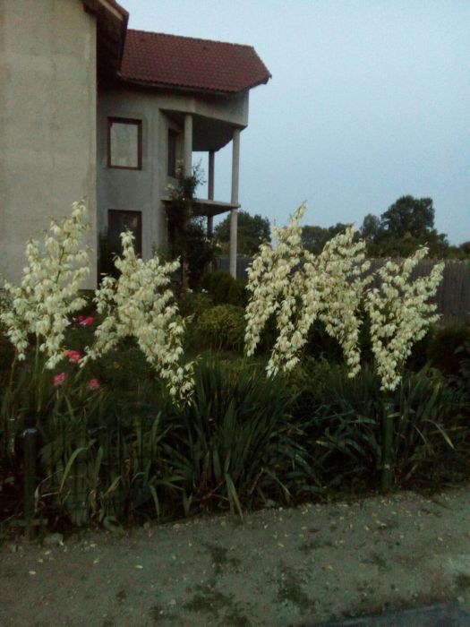 Yucca de grădină/ ghiveci ornamentală