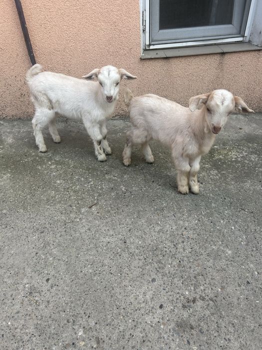 Vand 2 femele în vărstă de 1 luna