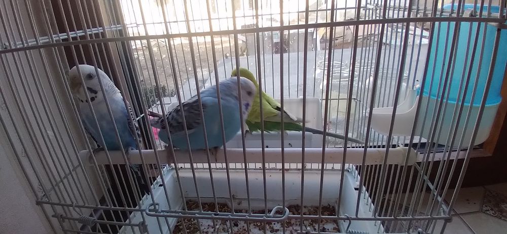 Valnistiy paugayi 5ta