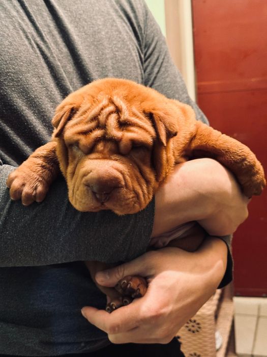 Продам щенка шарпея