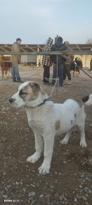 Продажа САО (алабаи)