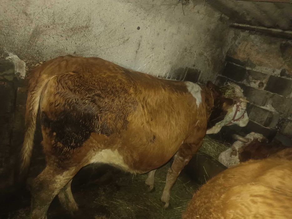 Juninca Bălțata românească