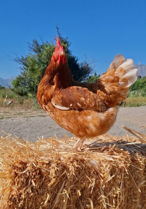 Ferma de găini vă oferim înspre vânzare găini roșii ouătoare rasă issa