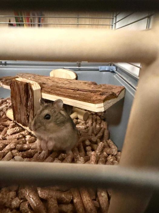 animale de companie