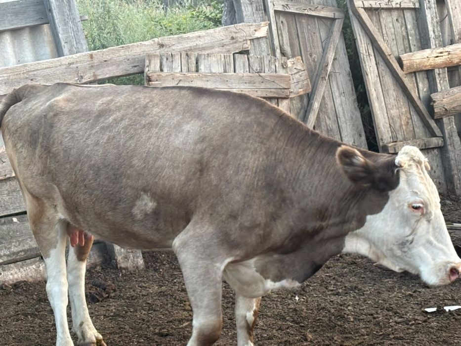 Продам корову и теленка