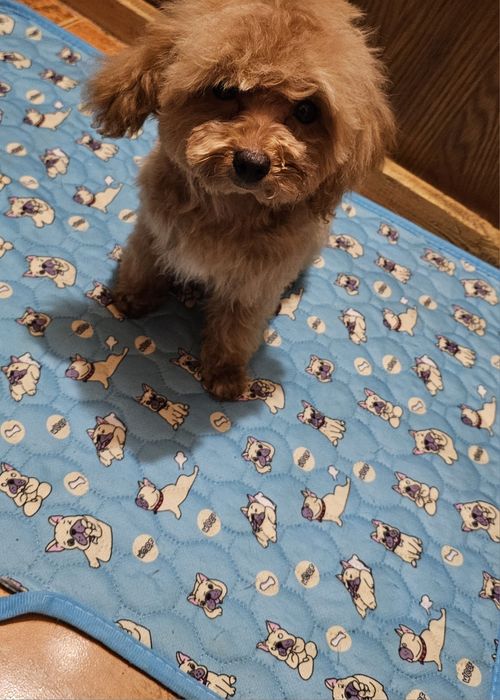 Мальтипу мальчишечка