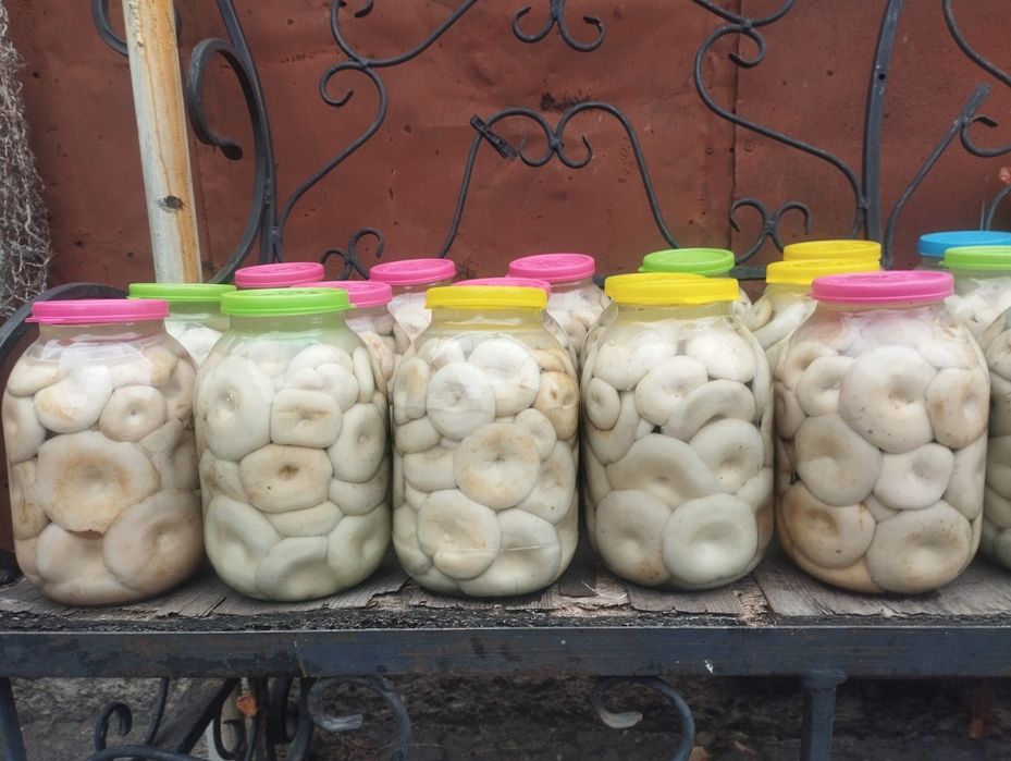 Продам грузди этого года