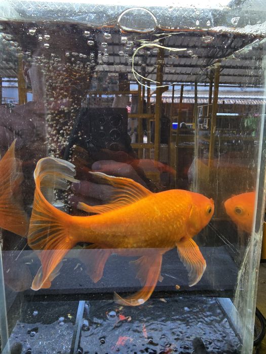 Золотые рыбки кометы вуалевые