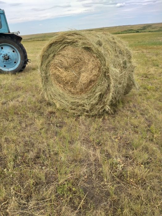 Рулон прф145 көк шөп