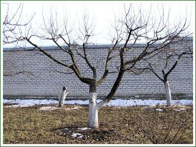 Обрезка плодовых деревьев