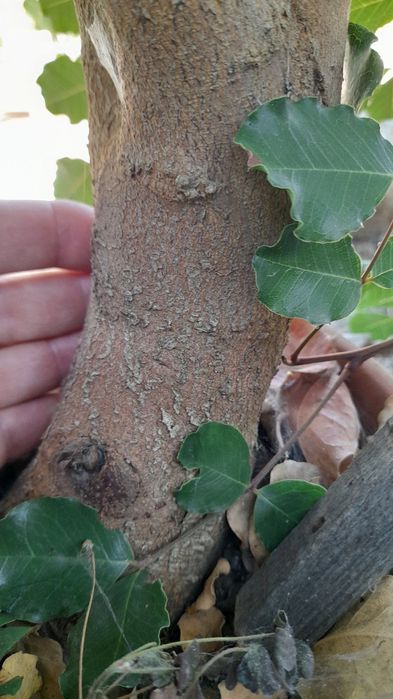 Растения - цератонии и ядлив рошков