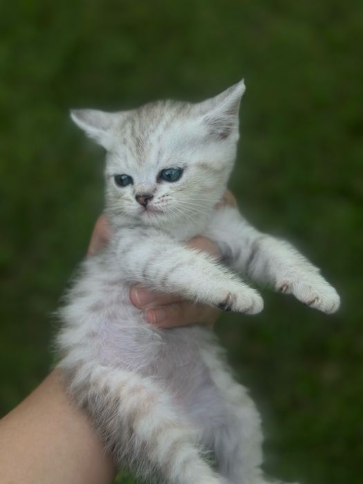 Продаются котята шотландские