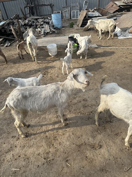 Шібіштер лағымен сүтті