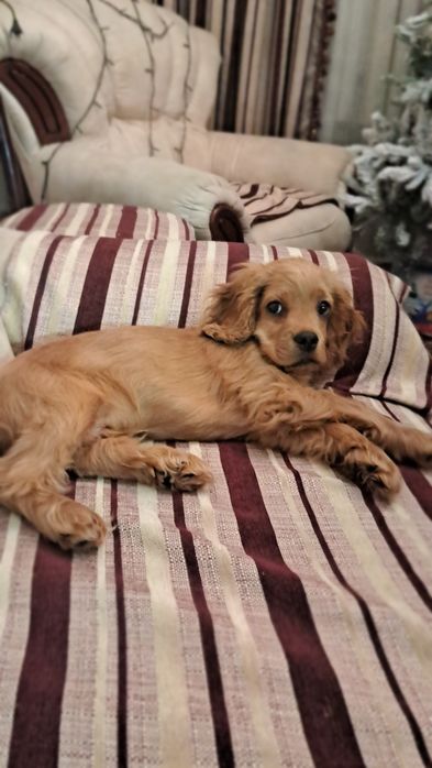 Щенок Порода Лабрадор