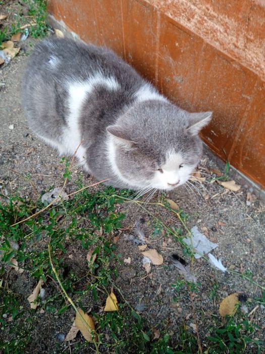 Отдам в добрые руки