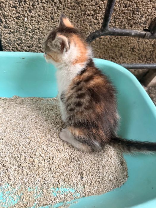 Подаряваме котенца