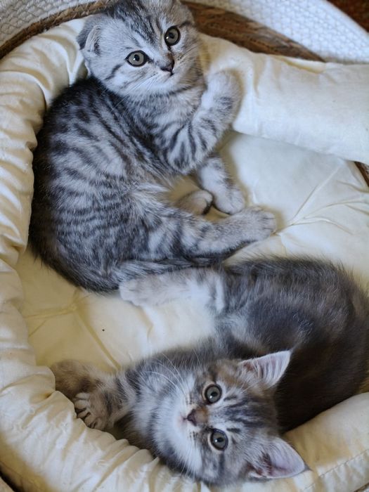 Продажа породистых котят, им 2-мес.